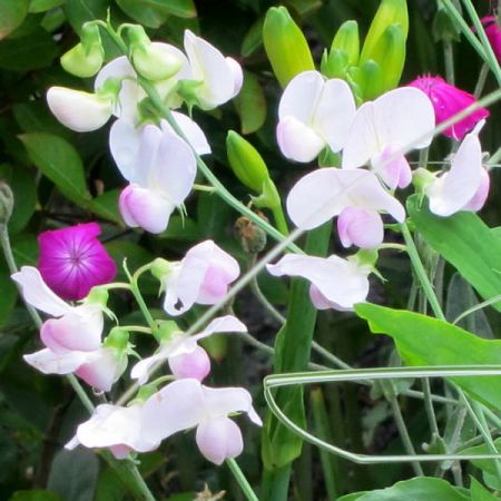 Lathyrus lat. "Pink Pearl" - Photo by cultivar413 (CC BY-SA 2.0)