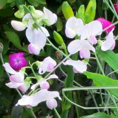 Lathyrus lat. "Pink Pearl" - Photo by cultivar413 (CC BY-SA 2.0)