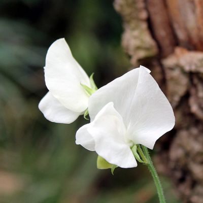 Lathyrus lat. "White Pearl" - Image by Daniel Albany from Pixabay 
