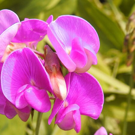 Lathyrus 'Red Pearl' - Photo by  form PxHere