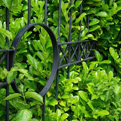 Laurel hedging (Prunus ‘Rotundifolia’)