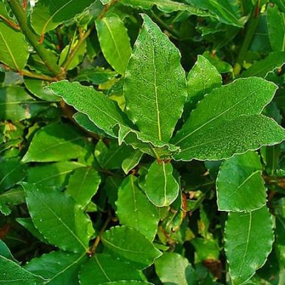 Laurus Nobilis - Photo by H. Zell (GFDL)