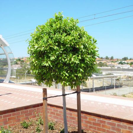 Laurus Nobilis (Approx 70/80Cm Head, 30L pot)