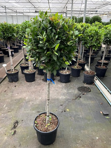 Laurus Nobilis - Image courtesy of Impulse Plants