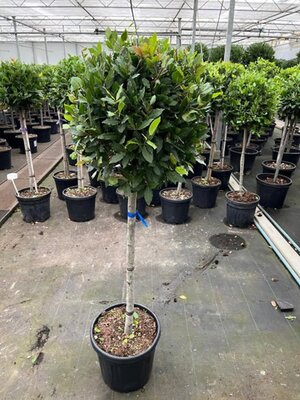 Laurus Nobilis (30L pot)