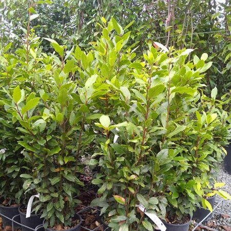 Laurus nobilis - Image License