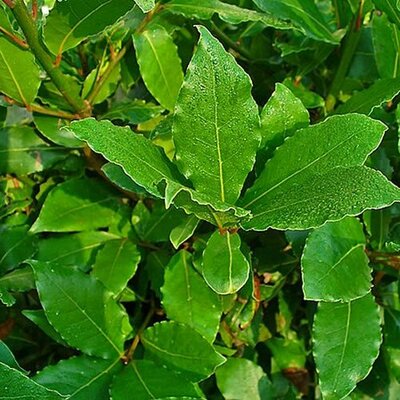 Laurus Nobilis Mini-Std (9L pot)