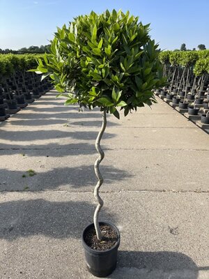 Laurus Nobilis Spiral (25cm pot)