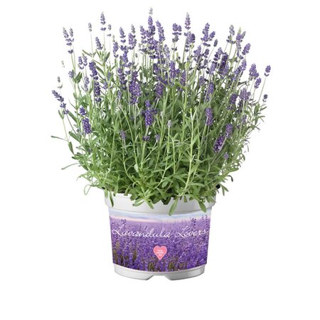 Lavandula 'Ardeche Blue' - Image courtesy of Florensis