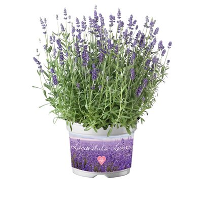 Lavandula 'Ardeche Blue' - Image courtesy of Florensis