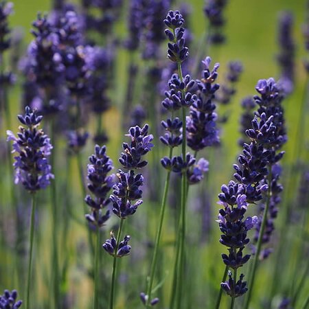 Lavandula 'Spear Blue' - Image courtesy of Pickpik
