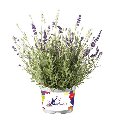 Lavandula Ardeche MixMasters 'Air Force' - Image courtesy of Florensis