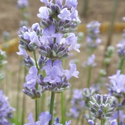 Lavandula 'Munstead' - Photo by Amanda Slater (CC BY-SA 2.0)
