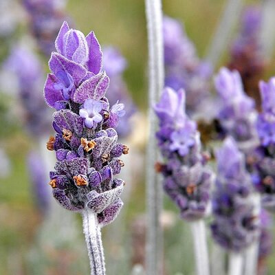 Lavandula “Essence Purple” - Photo by fir002 (GFDL)