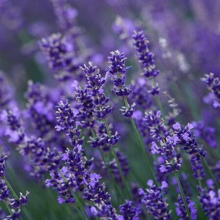 Lavandula 'Essence Purple' - Image by Hans from Pixabay