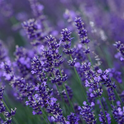 Lavandula 'Essence Purple' - Image by Hans from Pixabay
