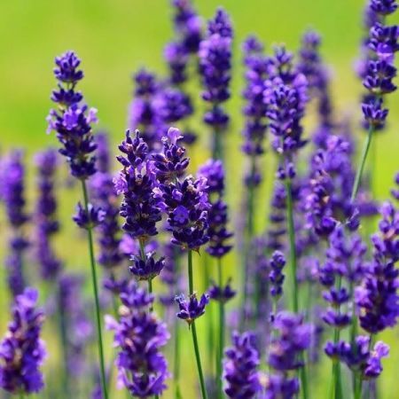 Lavandula An. Hidcote - Image by Hans Braxmeier from Pixabay