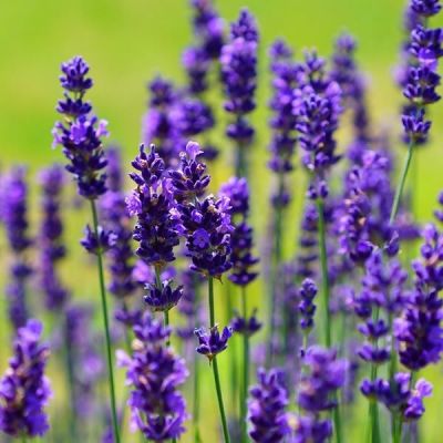 Lavandula 'Hidcote' (2L Pot)