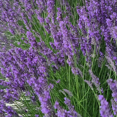 Lavandula 'Phenomenal' - Public Domain Image under Fair Use