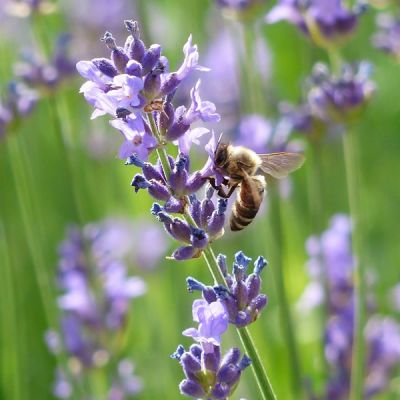 Lavandula An. “Munstead” - Image by Hans Braxmeier from Pixabay