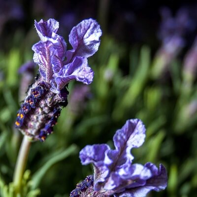 Lavandula 'Blue Star' - Image courtesy of Picryl