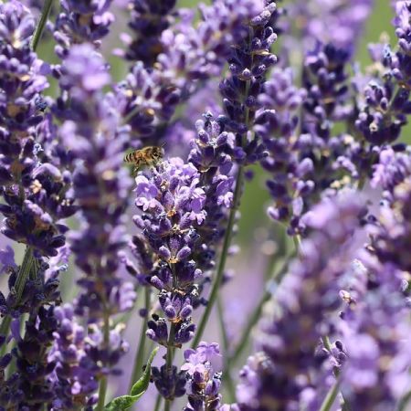 Lavandula An. “Vera” - Image by Annette Meyer from Pixabay 