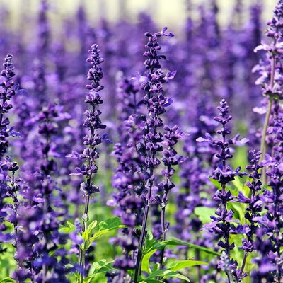 Lavandula x in. Grosso - Image by NoName_13 from Pixabay 