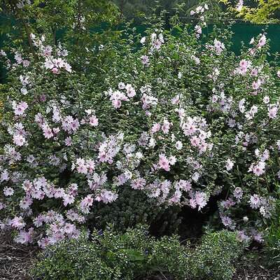 Lavatera "Barnsley" - Image by Wouter Hagens (public domain)