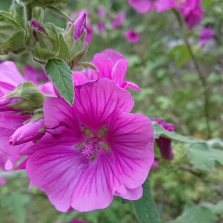 'Bredon Springs' -  Antoine le Clercq (CC0)