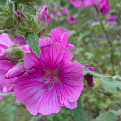 'Bredon Springs' -  Antoine le Clercq (CC0)