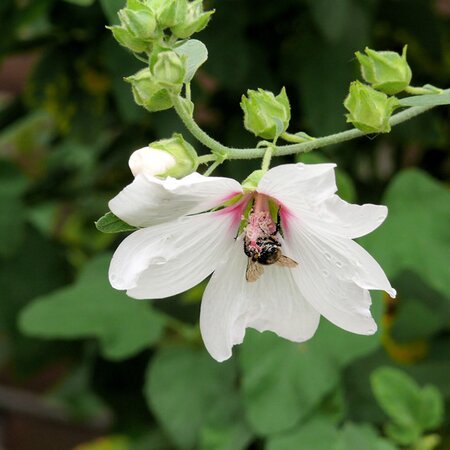 Lavatera 'Mary Hope' - Image by Leonie Schoppema from Pixabay 
