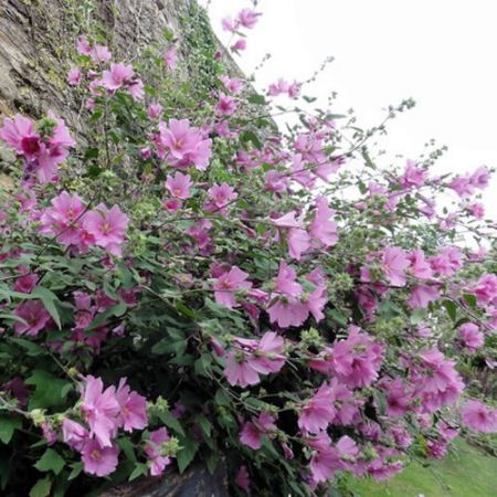 Lavatera olbia 'Rosea' - Photo by Helmut Zozmann (Cc BY-SA 2.0)