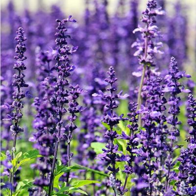 Lavender angust. 'Munstead' - Image by S. Hermann & F. Richter from Pixabay 