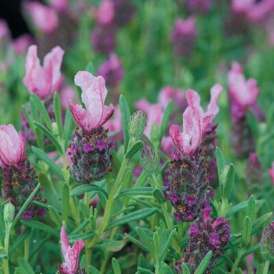 Lavender Bandera Deep Pink (10)