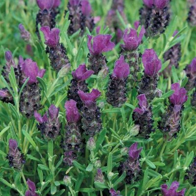 Lavender Bandera Deep Purple (10)