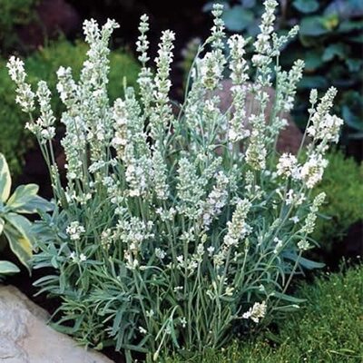 Lavender Ellagance Ice