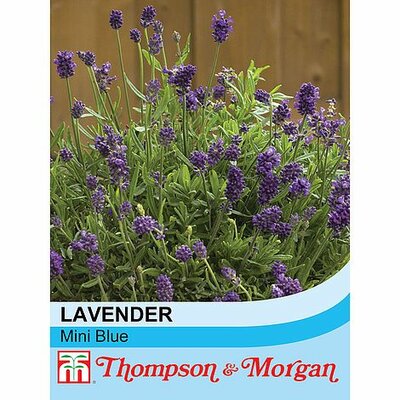 Lavender 'Mini Blue' - Image courtesy of T&M