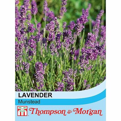 Lavender 'Munstead' - Image courtesy of T&M