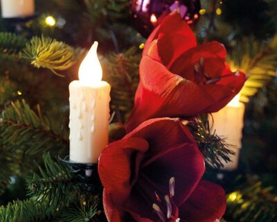 Image courtesy of Kaemingk