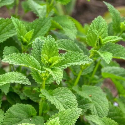 Lemon Balm - Image by Alex Fox from Pixabay 