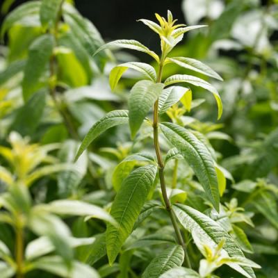 Lemon Verbena (1L pot)