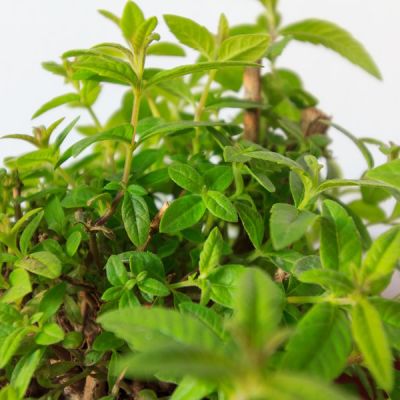 Lemon Verbena (Lippia citrodoria) - Image by Alejandro Piñero Amerio from Pixabay 
