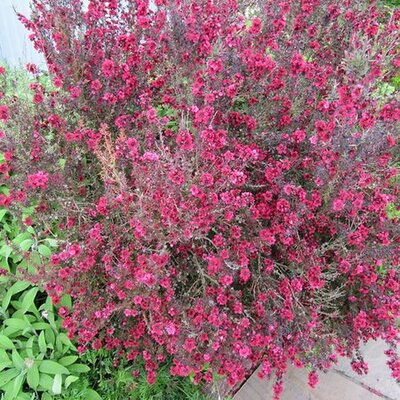 Leptospermum 'Red Damask' - Photo by Leonora (Ellie) Enking (CC BY-SA 2.0)