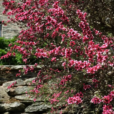 Leptospermum S. "Coral Candy" - Photo by Derek Harper (CC BY-SA 2.0)