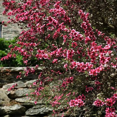 Leptospermum S. "Coral Candy" - Photo by Derek Harper (CC BY-SA 2.0)