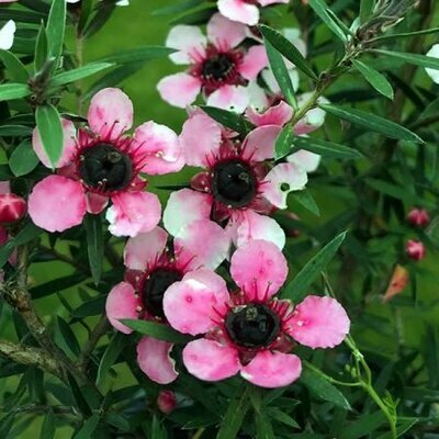 Leptospermum Martinii - Public Domain Image