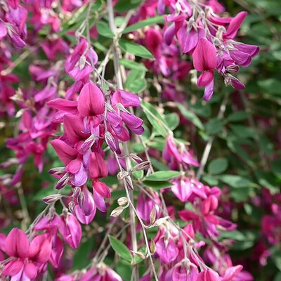 Lespedesa thunbergii - Photo by Wolfgang Meinhart, Hamburg (CC BY-SA 3.0)