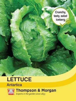 Lettuce Antartica - image 1