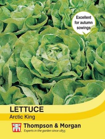 Lettuce Artic King - image 1