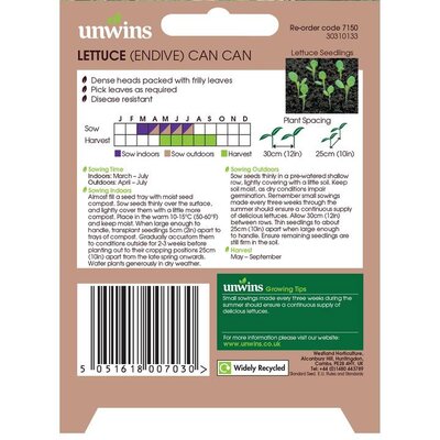 Lettuce (Endive) Can Can - image 2